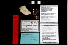 Foto (Objekt + Etikett) von Mesogalathea retusa (Robins, Feldmann, Schweitzer & Bonde, 2016)  (NHMW-GEO-1990-0041-3344)
